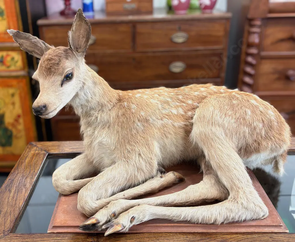 Taxidermy Fawn H36xL59cm Image 1++
