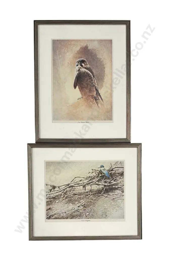 Raymond Ching Prints (2) -  Sacred Kingfisher & NZ Falcon, 250x325mm, 335x245mm Image 1++
