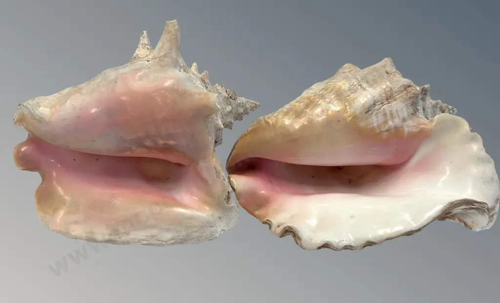 Two Large Conch Shells Image 1++