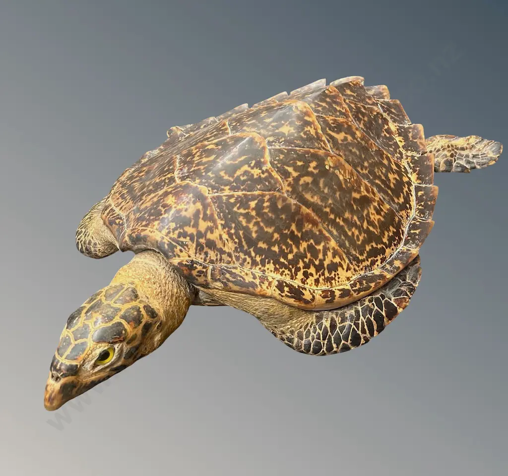 Taxidermy Sea Turtle L57cm (AF 1 leg) Image 1++