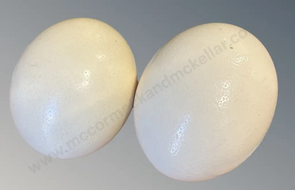Two Ostrich Eggs Image 1++