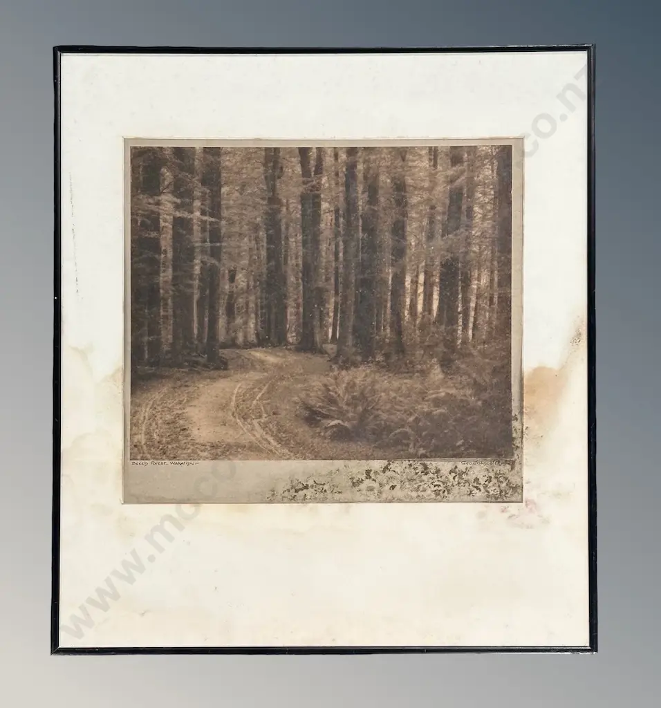 George Chance - Beech Forest, Wakatipu, photograph, AF,  290x315mm Image 1++