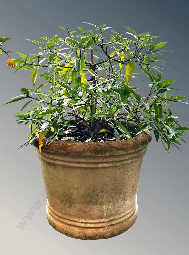 Circular Ribbed Planter with Daphne, H42xD56cm Image 1++