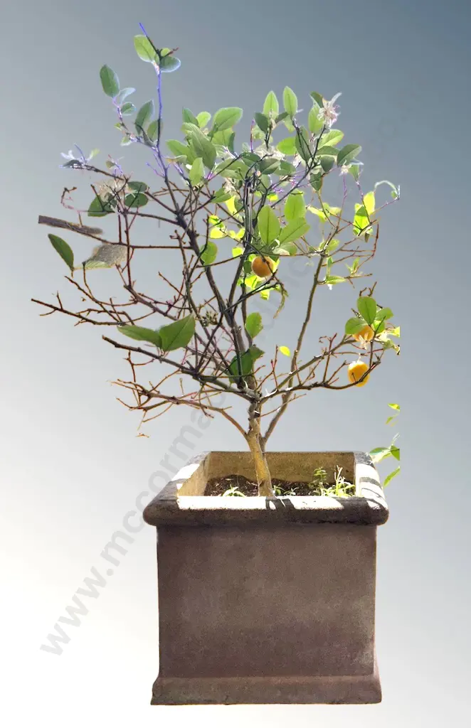 Square Planter with Lemon Tree, H45x50x50cm Image 1++